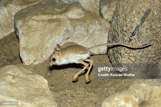 The Jerboa Photos And Premium High Res Pictures Getty Images the-jerboa-photos-and-premium-high-res-pictures-getty-images