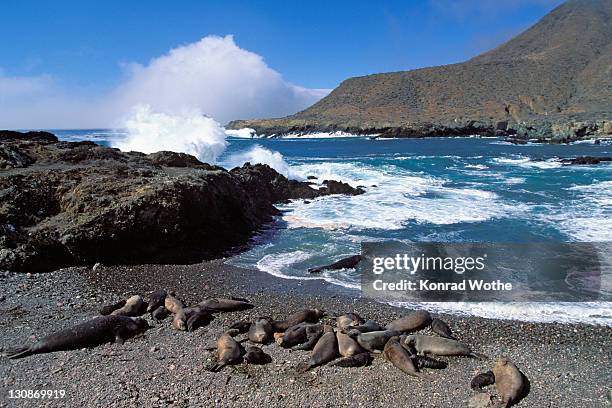 northern elephant seals (mirounga angustirostris) basking in the sun, baja california, mexico - northern elephant seal stock-fotos und bilder