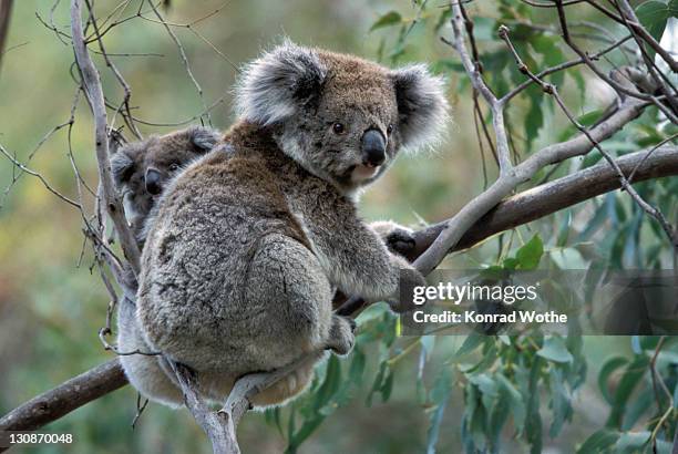 koala (phascolarctos cinereus) with baby in gum tree, victoria, australia - koala bear photos et images de collection