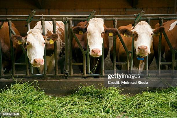 feeding of cows in the cow shed with free grass. - cowshed stock pictures, royalty-free photos & images