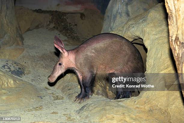 aardvark (orycteropus afer) leaving den, zoo, africa - ameisenbär stock-fotos und bilder