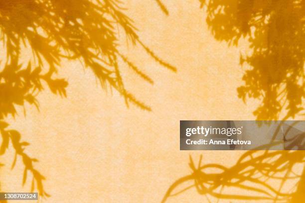 shadows from different plants on the textured illuminating yellow orange wall. concept of summer and spring vibe. trendy colors of the year 2021. flat lay style with copy space - skugga bildbanksfoton och bilder