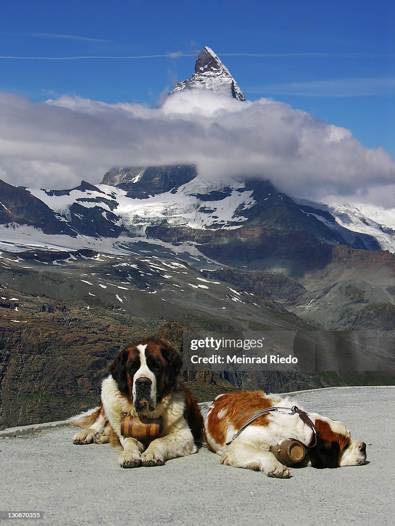 Two bernhardine dogs on the Gornergrad near Zermatt. In the background the Matterhorn, Valais, Switzerland