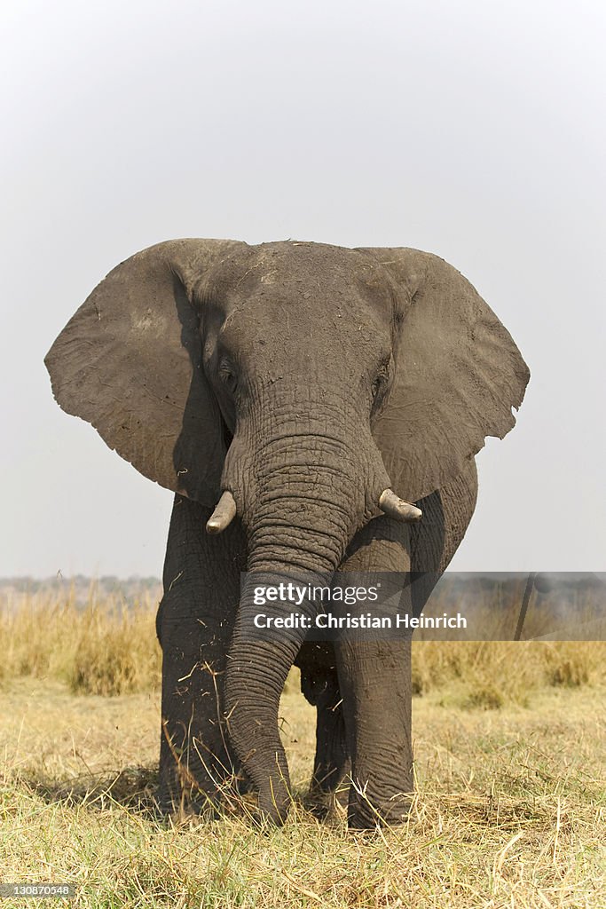 African Bush Elephant (Loxodonta africana), Chobe River, Chobe National Park, Botswana, Africa