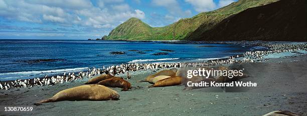 southern elephant seals (mirounga leonina), and royal penguins (eudyptes schlegeli), macquarie island, australia, sub antarctic - eudyptes schlegeli stock pictures, royalty-free photos & images