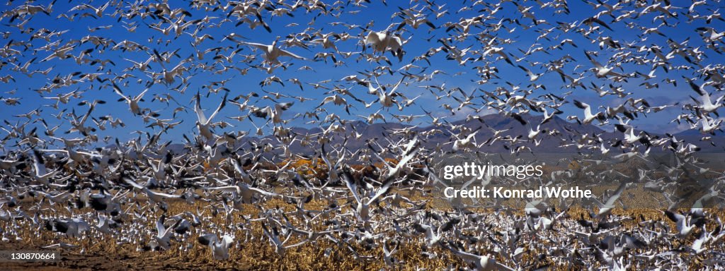 Snow Geese (Anser caerulescens atlanticus) wintering in Bosque del Apache, New Mexico, USA