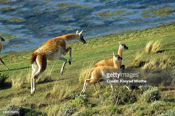 guanaco (lama guanicoe) with young, torres del paine national park, patagonia, chile, south america - lama stockfoto's en -beelden