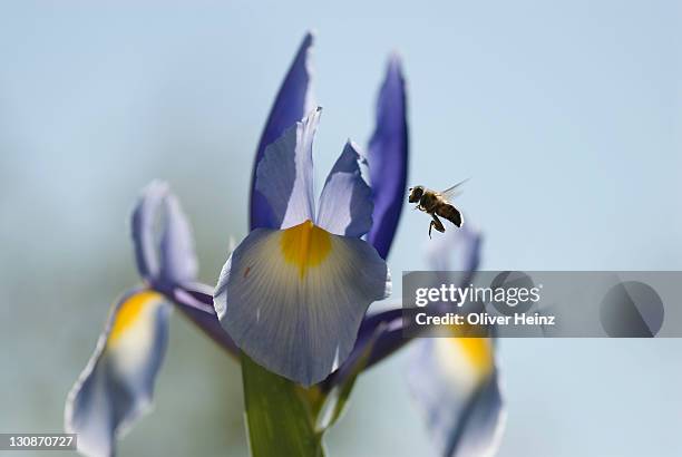 western or european honey bee (apis mellifica) pollinating an iris (iris), cannes, alpes maritimes, france, europe - pollinisation stock pictures, royalty-free photos & images