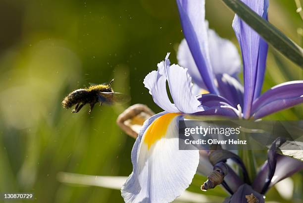 western or european honey bee (apis mellifica) pollinating an iris (iris), cannes, alpes maritimes, france, europe - pollinisation stock-fotos und bilder