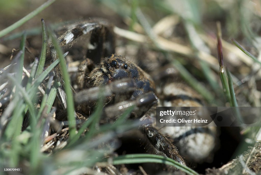 Tarantula (Lycosa tarentula) sunbathing in front of its hole, Grasse, Alpes Maritimes, France, Europe