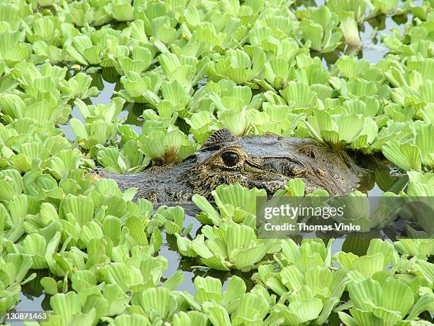 portrait of a camouflaged caiman yacare between water hyacinths (eichhornia crassipes) gran chaco, paraguay - chaco canyon ruins stock pictures, royalty-free photos & images
