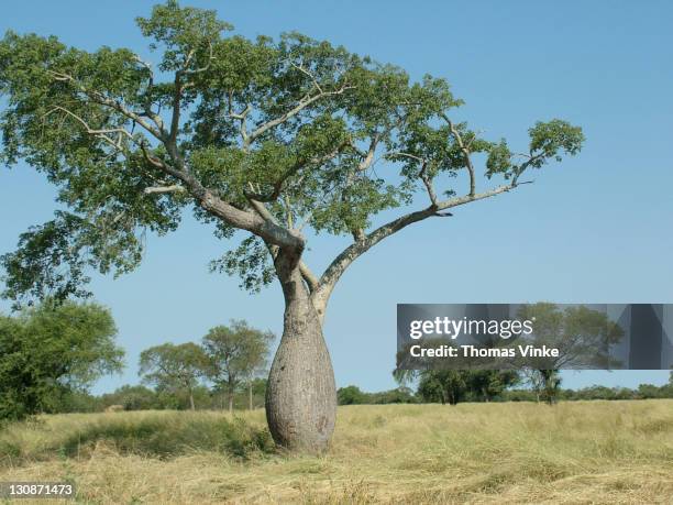 bottle tree (chorisia insignis) at a typical savannah, gran chaco, paraguay - chaco canyon ruins stock pictures, royalty-free photos & images
