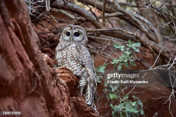 sedona spotted owl - spotted owl stock pictures, royalty-free photos & images