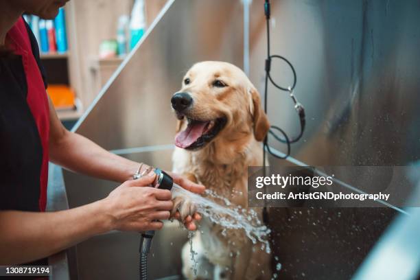 cane retriver dorato che fa la doccia in un salone di toelettatura per animali domestici. - bathtime foto e immagini stock