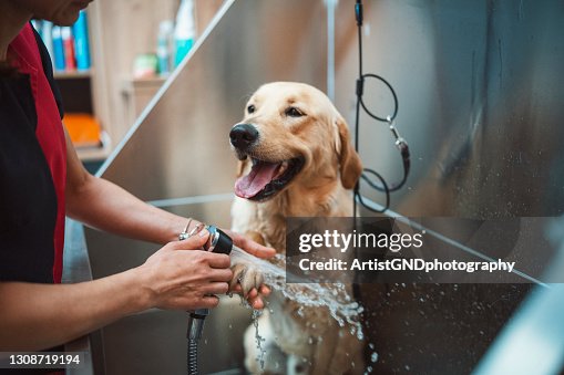 Golden retriver dog taking a shower in a pet grooming salon. Golden retriver dog taking a shower in a pet grooming salon.
