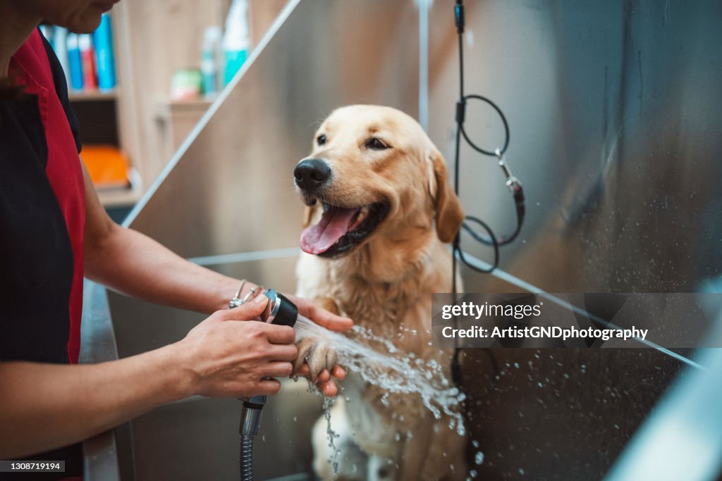 Gyllene retriver hund tar en dusch i en husdjur grooming salong.