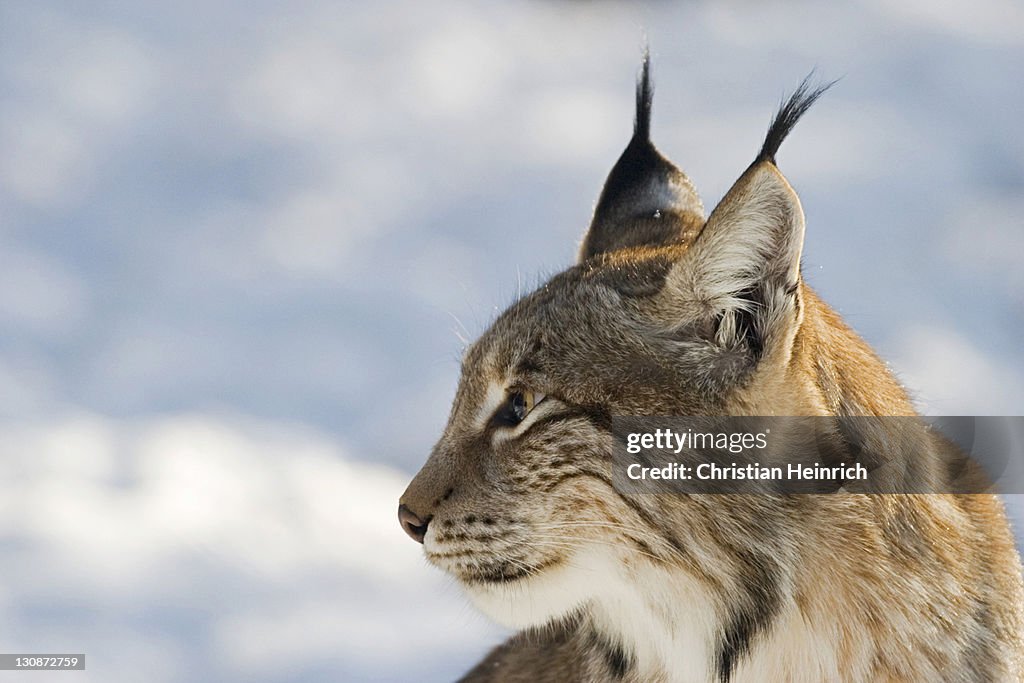 European lynx in snow (Lynx lynx) Bavaria, Germany