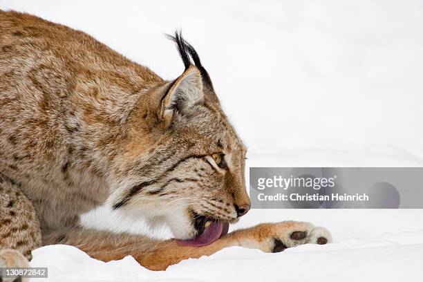 lynxes licking his paw in winter - european lynx (lynx lynx) - feet lick bildbanksfoton och bilder