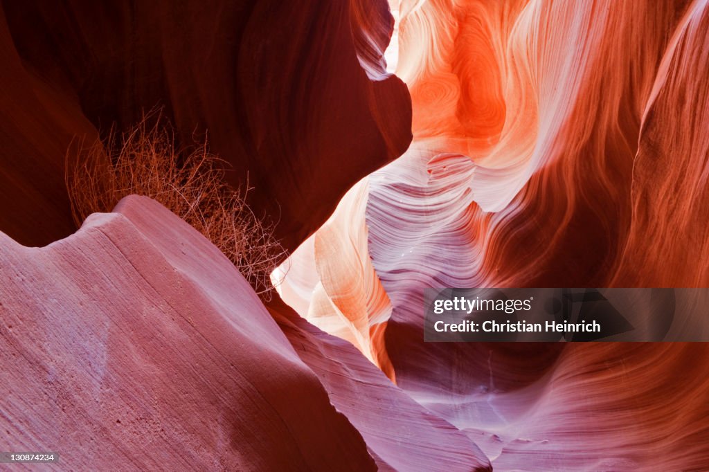 Dried bush, Tumbleweed (Salsola tragus) in the Lower Antelope Canyon, Slot Canyon, Page, Arizona, USA