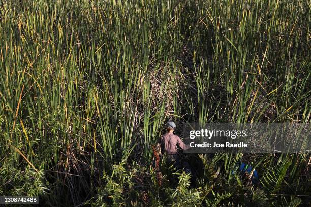 Burmese Python Everglades Photos and Premium High Res Pictures - Getty ...