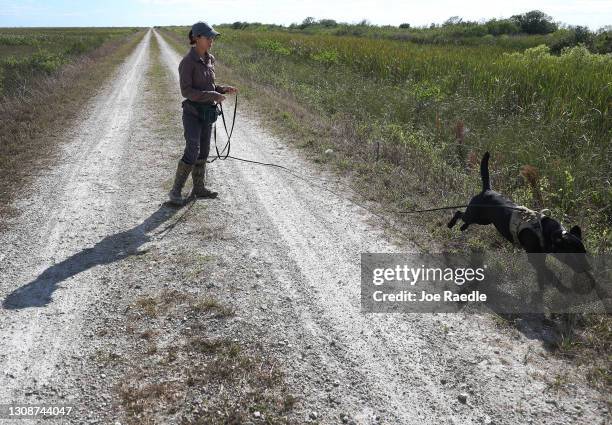 Black Lab Hunting Photos and Premium High Res Pictures - Getty Images