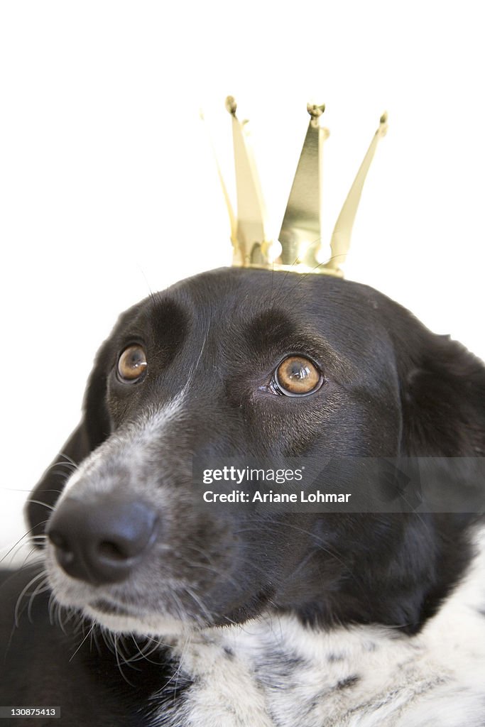 Black and white crossbreed dog, female, portrait with crown on head