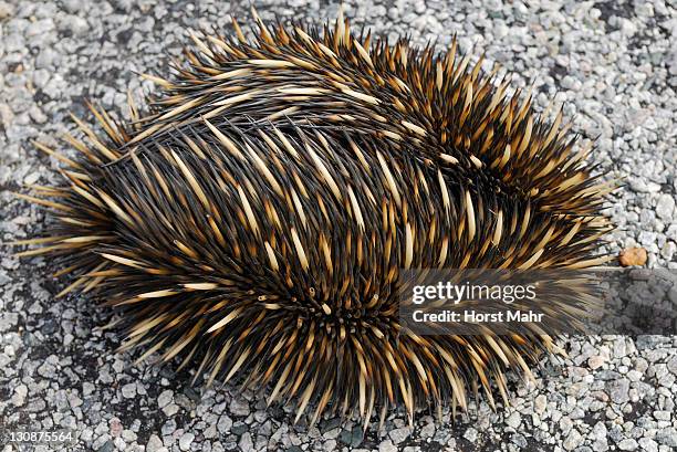 curled up short-beaked echidna or spiny anteater (tachyglossus aculeatus), australia - spiny anteater stock pictures, royalty-free photos & images