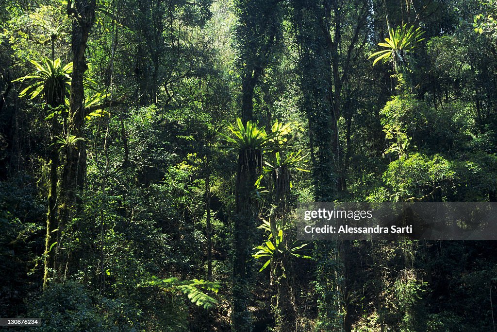 Rain forest in Lamington National Park, Queensland, Australia