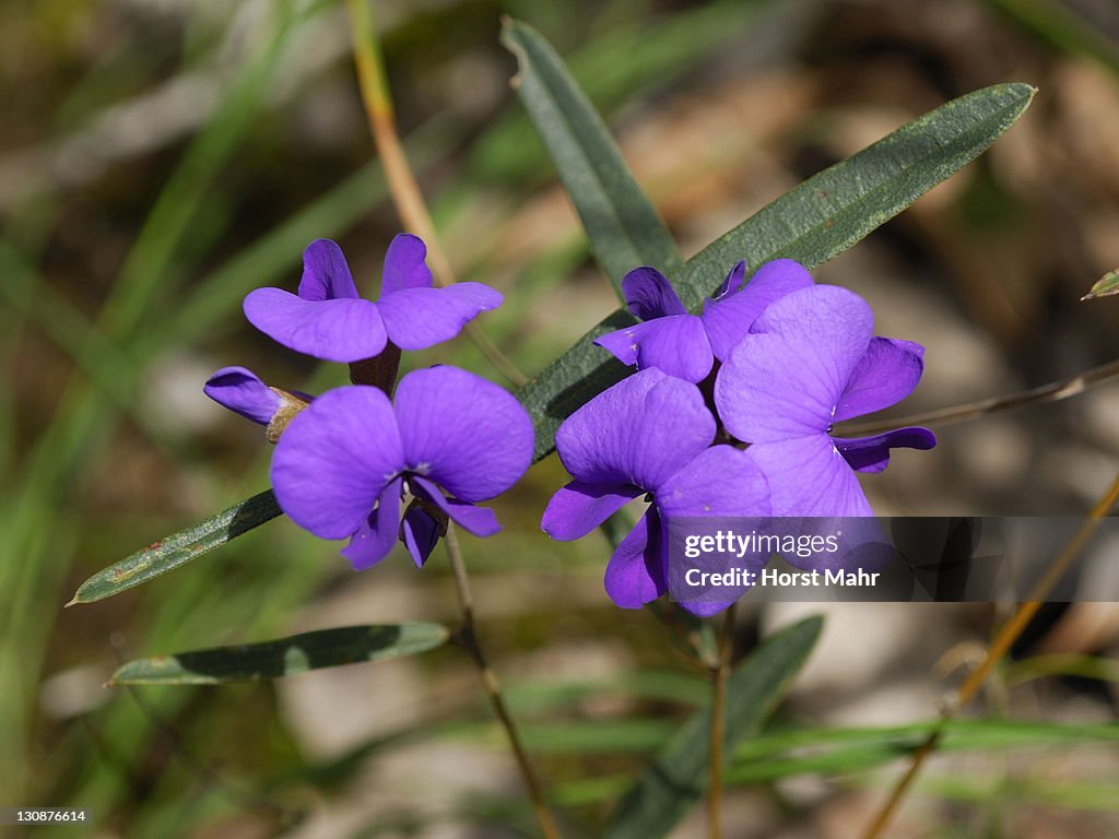 False Sarsparilla, Purple Coral Tree or Waraburra (Hardenbergia violacea), Ambergate Reserve, Busselton, Western Australia, Australia