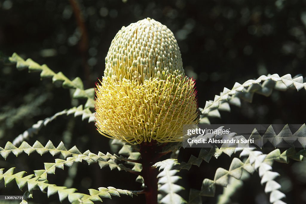 Ashby's Banksia Blossom (Ashby's Banksia ), West Australia
