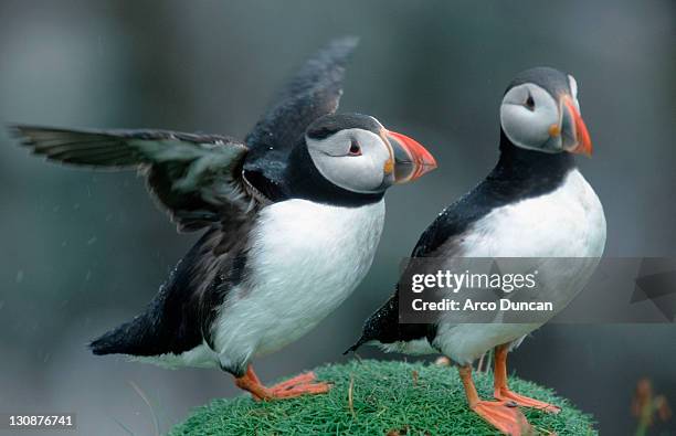 Handa With Racan Handa Scotland Photos and Premium High Res Pictures - Getty Images