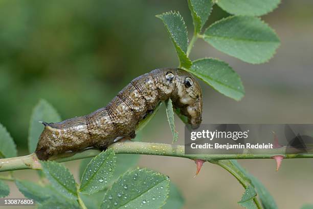 Agrius Photos and Premium High Res Pictures - Getty Images