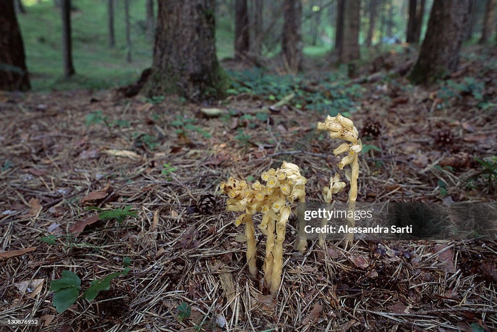 Dutchman's Pipe, Yellow Bird's-nest (Monotropa hypopitys), North Tyrol, Austria, Europe