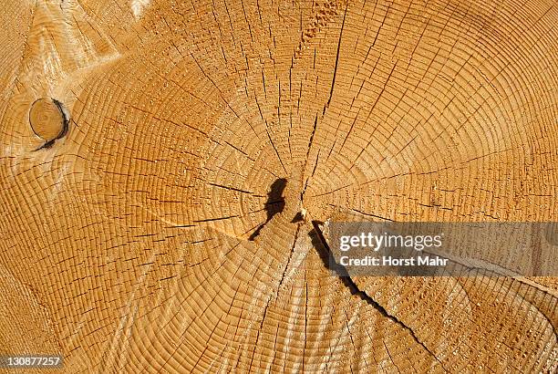 Spruce Rings Spruce Wood Rings Photos and Premium High Res Pictures - Getty Images