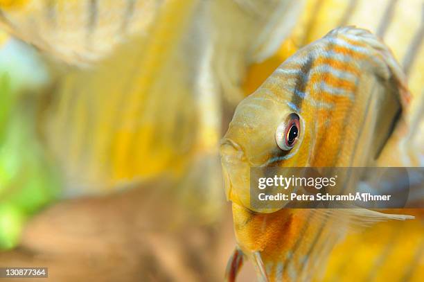 nanay tete green, discus fish (symphysodon) - symphysodon stock pictures, royalty-free photos & images