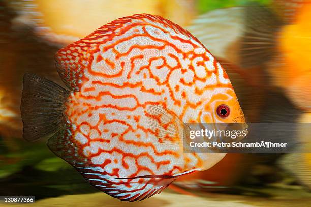 pigeon blood silver, discus fish (symphysodon) - symphysodon stock pictures, royalty-free photos & images