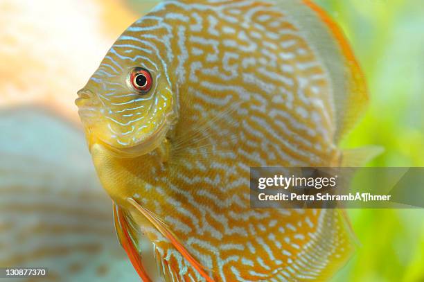 snake-skin red, discus fish (symphysodon) - symphysodon stock pictures, royalty-free photos & images