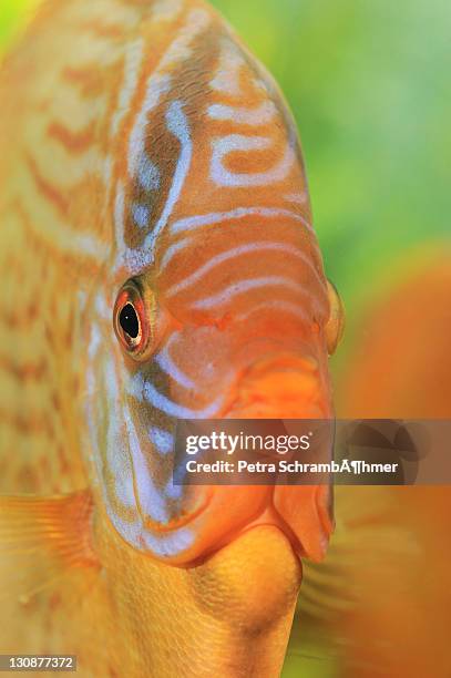red turquoise, discus fish (symphysodon) - symphysodon stock pictures, royalty-free photos & images
