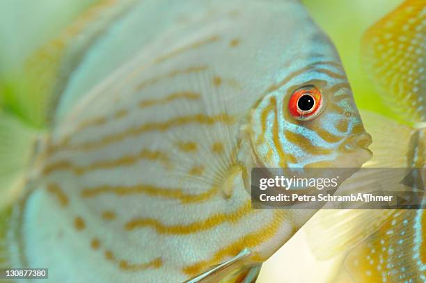 blue green, discus fish (symphysodon) - symphysodon stock pictures, royalty-free photos & images