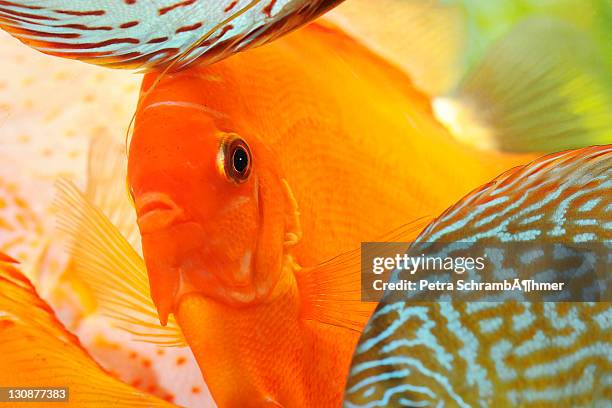solid fire red, discus fish (symphysodon) - symphysodon stock pictures, royalty-free photos & images