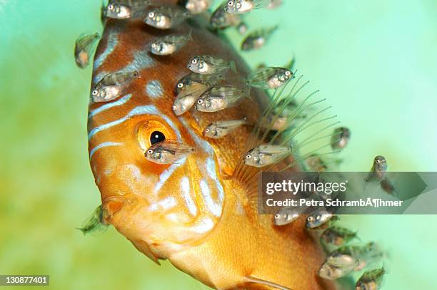 discus fish (symphysodon), young - symphysodon stock pictures, royalty-free photos & images