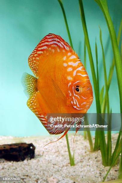discus fish (symphysodon) and a plant - symphysodon stock pictures, royalty-free photos & images
