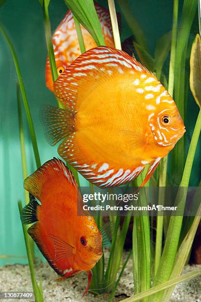 three discus fish (symphysodon) and a plant - symphysodon stock pictures, royalty-free photos & images