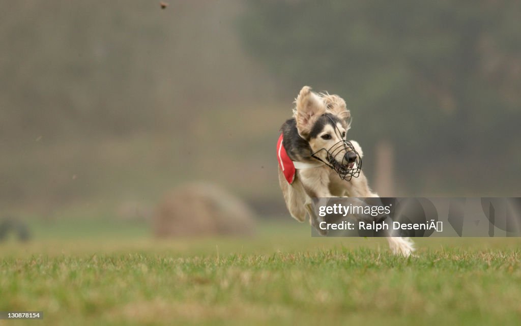 Saluki, Greyhound Coursing, Hoope, Lower Saxony, Germany, Europe