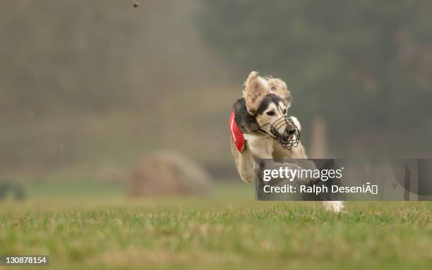 Saluki Greyhound Coursing Hoope Lower Saxony Germany Europe, Foto de stock