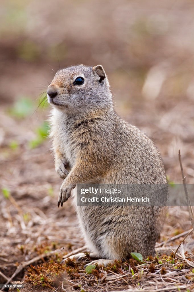 Uinta ground squirrel (Spermophilus armatus), Yellowstone National Park, Wyoming, Idaho, Montana, America, United States