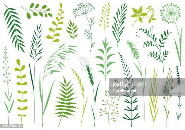 ilustraciones, imágenes clip art, dibujos animados e iconos de stock de plantas - plant stem