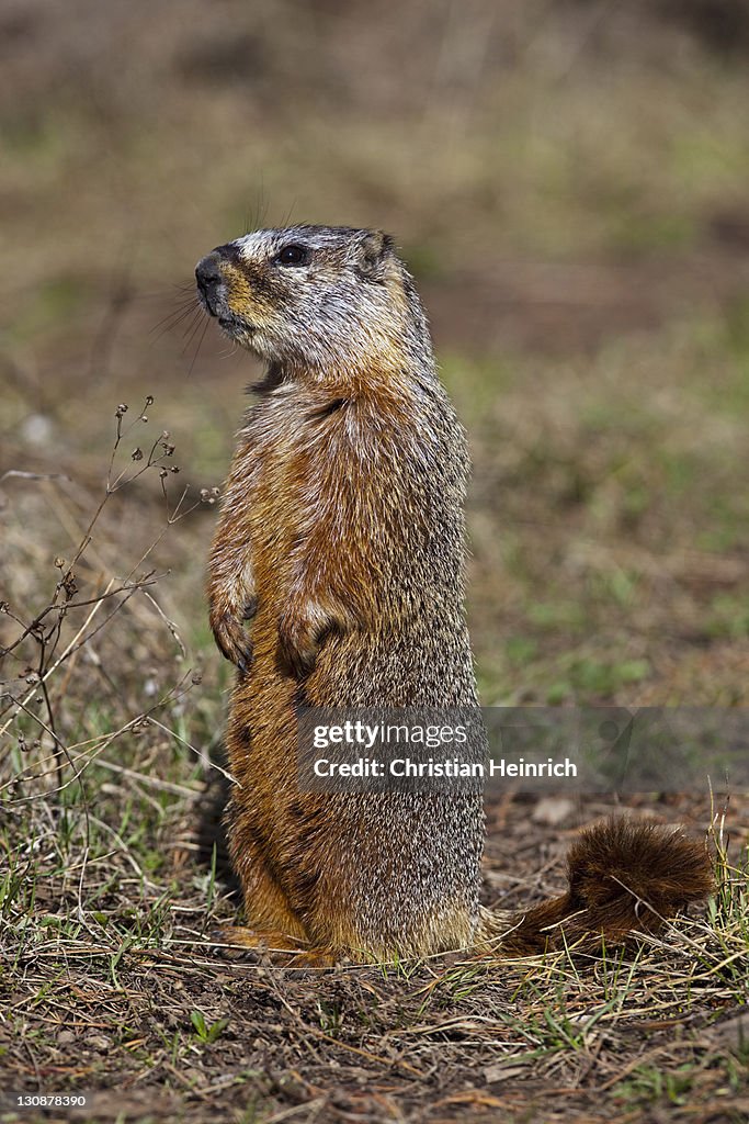 Groundhog, Woodchuck, Whistle-pig, Land-beaver (Marmota monax), Yellowstone National Park, Wyoming, Idaho, Montana, America, United States