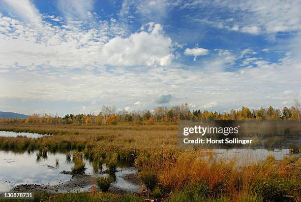 flooded former peat mining fields overgrown with reed grass in autum colours, bavaria, germany - früherer stock-fotos und bilder