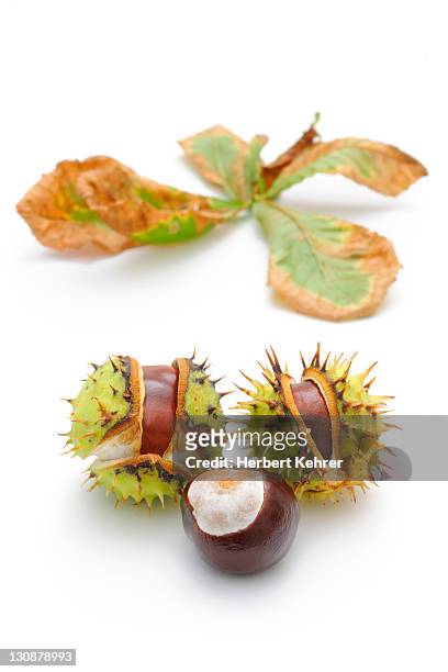 horse-chestnut (aesculus hippocastanum) - horse chestnut photos et images de collection